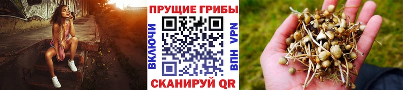 Галлюциногенные грибы GOLDEN TEACHER Тавда
